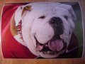 Picture: UGA IX Georgia Bulldogs 16 X 20 original poster/photo. This is from September 15, 2012 when Russ became UGA IX.