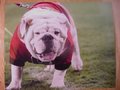 Picture: UGA IX Georgia Bulldogs 16 X 20 original poster/photo. This is from September 15, 2012 when Russ became UGA IX.