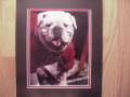 Picture: UGA V 8 X 10 original photo double matted to 11 X 14 to fit a standard frame.  