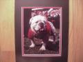 Picture: UGA V Georgia Bulldogs original 8 X 10 photo professionally double matted to 11 X 14 to fit a standard frame.