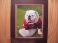 Picture: Original 8 X 10 photo of UGA VI in red on ice. Entitled "UGA Red Ice," this photo has been professionally double matted to 11 X 14 to fit a standard frame.