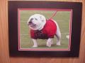 Picture: UGA VI original 8 X 10 photo professionally double matted to 11 X 14 to fit a standard frame. UGA standing in a serious pose.