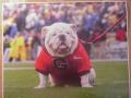 Picture: UGA VII "It's Nice to be the New Mascot" Georgia Bulldogs original 11 X 14 glossy photo.