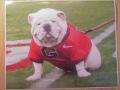 Picture: UGA VII Georgia Bulldogs original 8 X 10 photo professionally double matted to 11 X 14 so that it fits a standard frame.