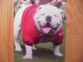 Picture: This is an original glossy photo of UGA VII in his Inaugural game-Georgia Bulldogs vs. Georgia Southern on August 30, 2008.