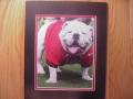 Picture: UGA VII Georgia Bulldogs original 8 X 10 glossy photo professionally double matted to 11 X 14 to fit a standard frame from his Inaugural Game August 30, 2008-Georgia Bulldogs vs. Georgia Southern.