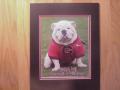 Picture: UGA VII Georgia Bulldogs original 8 X 10 photo professionally double matted to 11 X 14 so that it fits a standard frame.