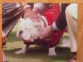Picture: UGA VII is crowned the newest UGA Georgia Bulldogs original 11 X 14 glossy photo. This is the real first picture of UGA VII as this is the exact second he was officially proclaimed the university's mascot with the placing of the special collar around his neck.