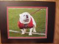Picture: UGA VI Georgia Bulldogs"things are looking up" original 8 X 10 photo professionally double matted to 11 X 14 to fit a standard frame.