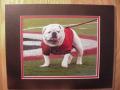 Picture: UGA VI Georgia Bulldogs "near the G" original 8 X 10 photo professionally double matted to 11 X 14 to fit a standard frame. 