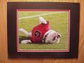 Picture: Original 8 X 10 photo of UGA VI trying to get in the perfect position professionally double matted to 11 X 14 to fit a standard frame.