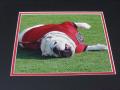Picture: Here is UGA rolling over again, but this time he wanted you to see the "G" so you would know he is a Georgia Bulldog! 8 X 10 photo double matted in Georgia black on red to 11 X 14.  