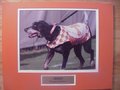 Picture: Tennessee Volunteers Smokey original 8 X 10 photo professionally double matted in team colors to 11 X 14 with name plate so that it fits a standard frame.