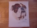 Picture: Mississippi State Bulldogs "Bulldog" print signed by artist Betty Malone.