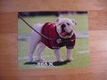 Picture: UGA X Georgia Bulldogs original and high quality 20 X 30 poster.