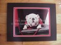 Picture: UGA X Georgia Bulldogs original 8 X 10 photo professionally double matted in team colors to 11 X 14 so that it fits a standard frame.