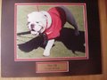 Picture: UGA VIII Georgia Bulldogs original 8 X 10 photo professionally double matted to 11 X 14 with a gold-colored plate that reads "UGA VIII, Georgia Bulldogs."