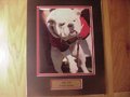 Picture: UGA VIII Georgia Bulldogs original 8 X 10 photo professionally double matted to 11 X 14 with a gold-colored plate that reads "UGA VIII, Georgia Bulldogs."