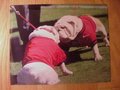 Picture: UGA VIII aka Big Bad Bruce and Russ the Dog Georgia Bulldogs at the "Changing of the Bone" ceremony October 16, 2010.