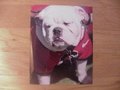 Picture: UGA VIII Georgia Bulldogs original photo.