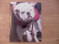 Picture: UGA VIII Georgia Bulldogs original photo.