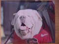 Picture: UGA VIII Georgia Bulldogs original photo.