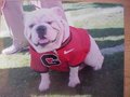 Picture: UGA VIII Georgia Bulldogs original photo.