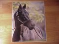 Picture: Seattle Slew, the 1977 Triple Crown Winner, original horse racing photo/poster fits a standard frame..