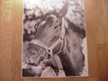 Picture: Ruffian 1975 original horse racing photo/poster..