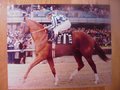 Picture: Secretariat original 16 X 20 horse racing photo/poster.