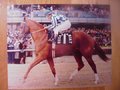 Picture: Secretariat original 8 X 10 horse racing photo.