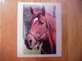 Picture: Secretariat original 11 X 14 horse racing photo.