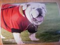 Picture: UGA IX Georgia Bulldogs 16 X 20 original poster/photo. This is from September 15, 2012 when Russ became UGA IX.