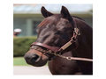 Picture: Seattle Slew, the 1977 Triple Crown Winner, original horse racing photo/poster fits a standard frame.