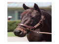Picture: Seattle Slew, the 1977 Triple Crown Winner, original horse racing photo fits a standard frame.