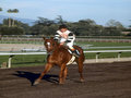 Picture: Affirmed with Steve Cauthen on board, the 1978 Triple Crown Winner, original horse racing photo fits a standard frame