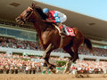 Picture: 1995 Cigar original horse racing photo fits a standard frame.