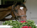 Picture: 2006 Barbaro smelling the roses at the Kentucky Derby original horse racing photo/poster fits a standard frame.