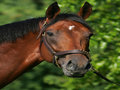 Picture: 2008 Big Brown original horse racing photo/poster fits a standard frame.