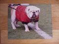 Picture: UGA IX Georgia Bulldogs original 16 X 20 poster.