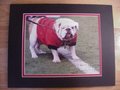 Picture: UGA IX Georgia Bulldogs original 8 X 10 photo professionally double matted to 11 X 14.