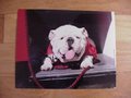 Picture: UGA X Georgia Bulldogs original and high quality 16 X 20 poster.