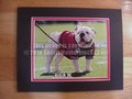 Picture: UGA X Georgia Bulldogs original 8 X 10 photo professionally double matted in team colors to that it fits a standard frame.
