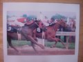Picture: Affirmed, the 1978 Triple Crown Winner, beats Alydar at the 1978 Preakness horse racing photo.