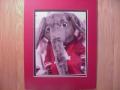 Picture: Alabama Crimson Tide's Elephant Mascot original 8 X 10 photo professionally double matted to 11 X 14 to fit a standard frame.