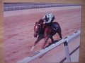 Picture: Secretariat, with Ron Turcotte aboard, racing and winning The Belmont Stakes to become the 1973 Triple Crown Winner horse racing photo.