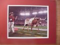 Picture: Bevo the Texas Longhorns Mascot 8 X 10 photo professionally double matted in team colors to 11 X 14 so that it fits a standard frame.