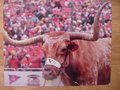 Picture: Bevo the Texas Longhorns Mascot 11 X 14 photo.