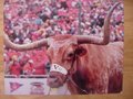 Picture: Bevo the Texas Longhorns Mascot 8 X 10 photo.