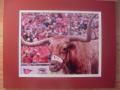 Picture: Texas Longhorns Bevo the Mascot 8 X 10 photo double matted to 11 X 14 so that it fits a standard frame.